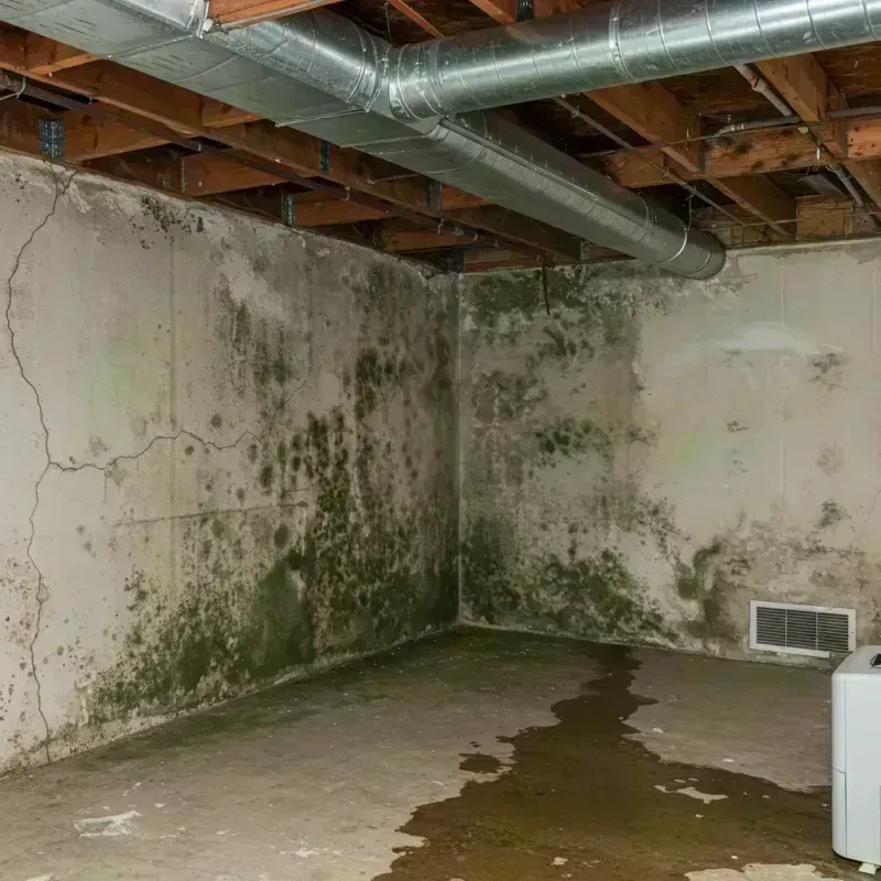 Professional Mold Removal in Effingham, IL